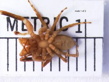 Media type: image; Invertebrate Zoology 22010